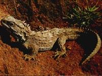 楔齒蜥科 楔齒蜥科