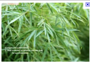 大葉筇竹 大葉筇竹