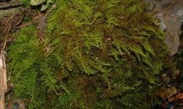 沙氏絹蘚 沙氏絹蘚