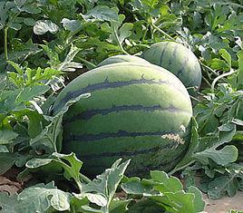 漫河西瓜 漫河西瓜