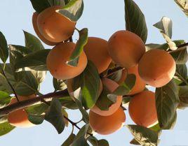 中國柿子之鄉 中國柿子之鄉