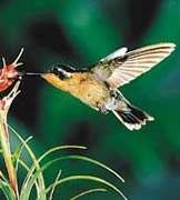 金腹星額蜂鳥 金腹星額蜂鳥