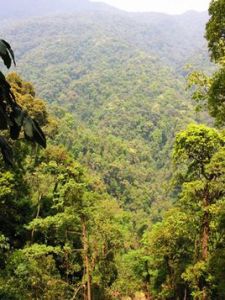 勐庫大雪山野生古茶樹群落 勐庫大雪山野生古茶樹群落