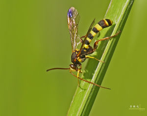 馬副姬蜂 馬副姬蜂