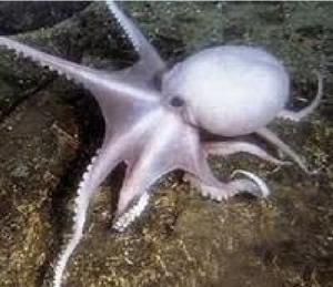 太平洋章魚