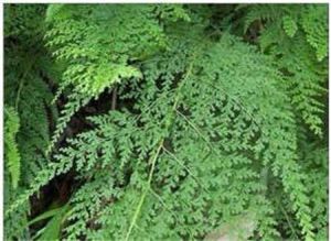 無毛腫足蕨 無毛腫足蕨