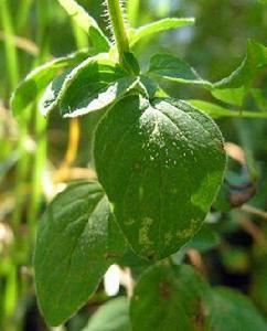 奧里根香粉 奧里根香粉