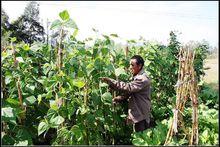 果子園村[安徽金寨縣果子園鄉下轄村]