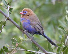 紫藍飾雀 紫藍飾雀