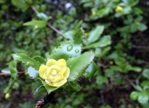 漢源小檗(原變種) 漢源小檗(原變種)