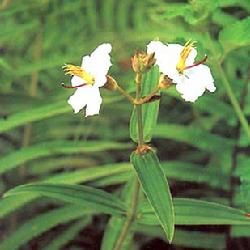 星毛金錦香 星毛金錦香