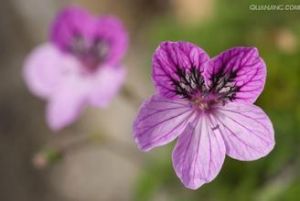 牻牛兒苗屬 牻牛兒苗屬