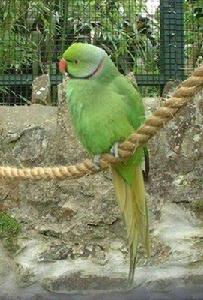 玫紅領綠鸚鵡