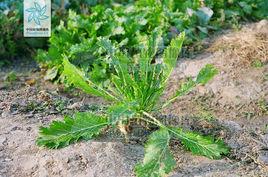 雪菜[十字花目十字花科植物]