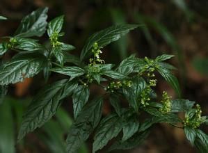 二齒香科科組 二齒香科科組