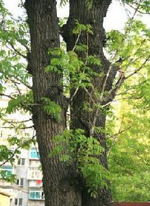 水曲柳樹 水曲柳樹