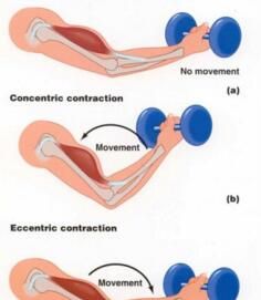 離心收縮 離心收縮