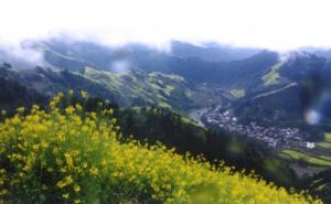 綠葉潤楠 綠葉潤楠