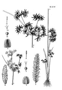來源：中國植物志原版墨線圖
