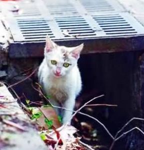 野貓懸賞令 野貓懸賞令