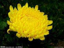 植物四君子之菊花