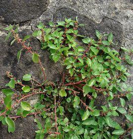 散生牆草 散生牆草