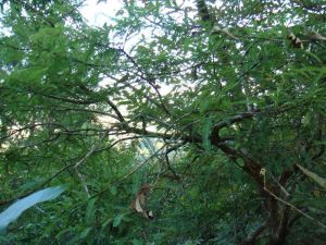 曼海上寨自然村 曼海上寨自然村