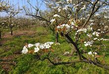阜寧梨園遺址高清大圖