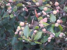 海陵島紅樹林國家濕地公園