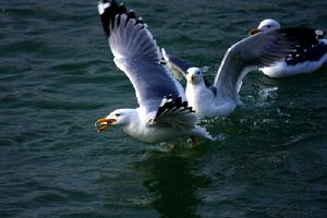 （圖）大黑背歐