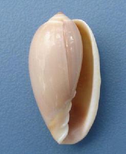 馬丁氏穀米螺 馬丁氏穀米螺