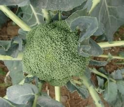 蘇綠2號 蘇綠2號