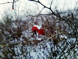 野生刺玫果 野生刺玫果