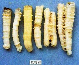 鵝管石[中藥]