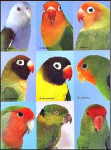 牡丹鸚鵡屬 牡丹鸚鵡屬