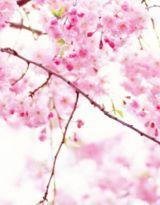 希夕小姐的少爺們 希夕小姐的少爺們