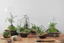 苔蘚微景觀[手工園藝]