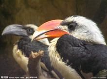 斑嘴犀鳥 斑嘴犀鳥