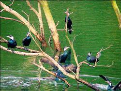 德賈動物保護區