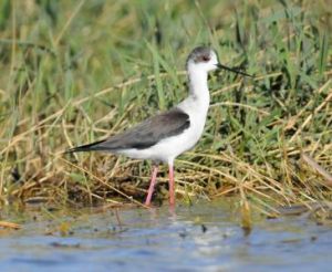 黑翅長腳鷸夏威夷亞種