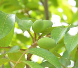 橄欖[無患子目橄欖科植物]