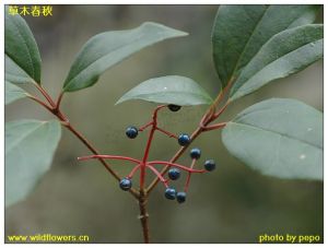 球核莢蒾 球核莢蒾