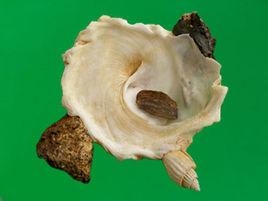 墊綴殼螺 墊綴殼螺