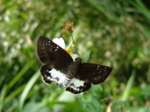台灣大白裙弄蝶 台灣大白裙弄蝶