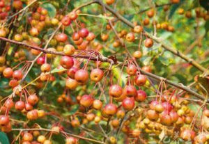 戟葉懸鉤子 戟葉懸鉤子