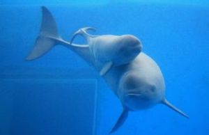 白鰭豚