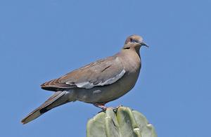 白翅哀鴿 白翅哀鴿