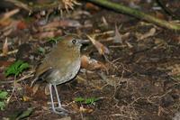 褐斑蟻鶇 褐斑蟻鶇