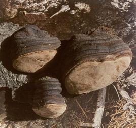 苦白蹄擬層孔 苦白蹄擬層孔