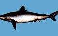 槍頭鮫 槍頭鮫